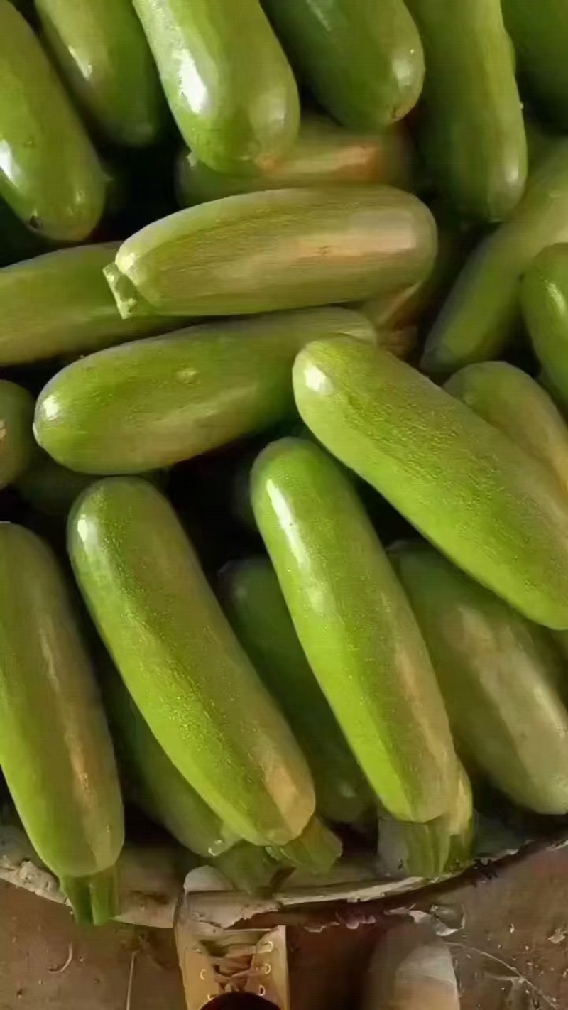精品瓠子有需要来盘