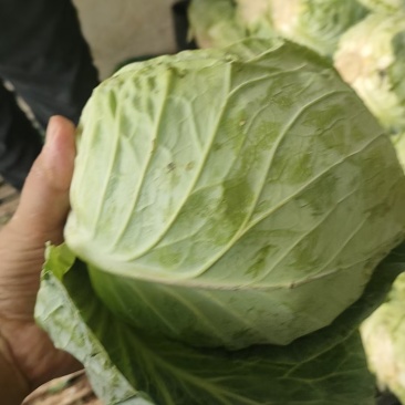 江苏南通精品绿叶甘蓝大量有货欢迎来盘