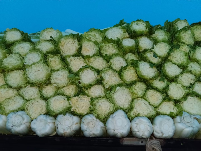 吉林高庄菜，腌酸菜**菜，颗大心实，有要的联系