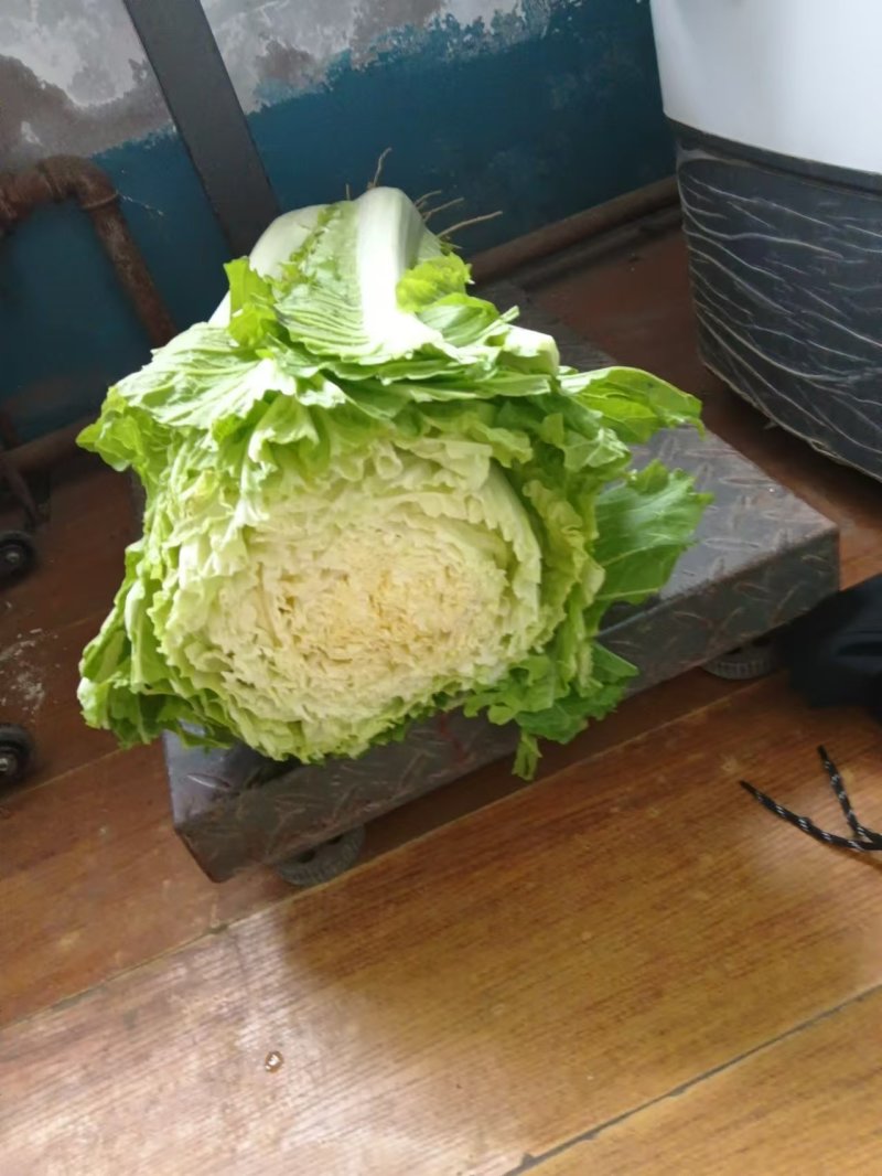 吉林高庄菜，腌酸菜**菜，颗大心实，有要的联系