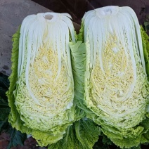吉林杠菜大量上市中。颗大心实，腌菜**，可供市场，泡菜厂