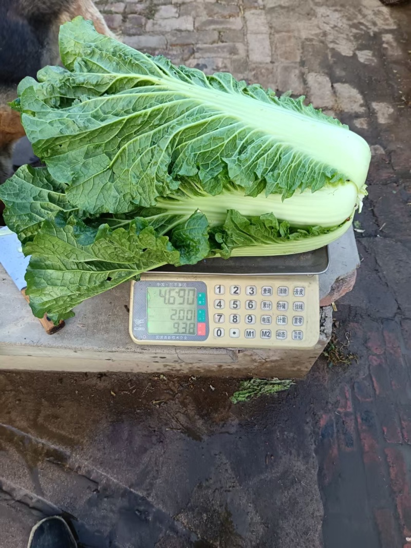 吉林杠菜大量上市中。颗大心实，腌菜**，可供市场，泡菜厂