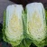 吉林杠菜大量上市中。颗大心实，腌菜**，可供市场，泡菜厂