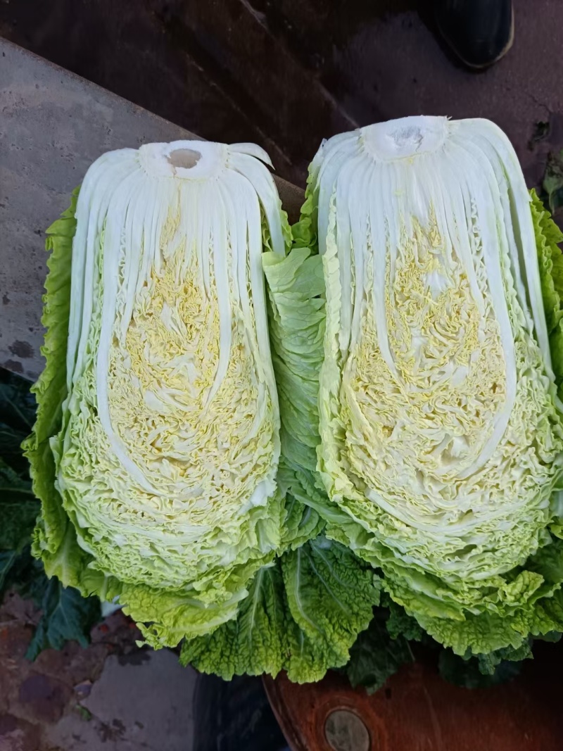 吉林杠菜大量上市中。颗大心实，腌菜**，可供市场，泡菜厂