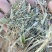 花生秧草料