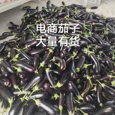 寿光长茄，寿光高温棚长茄大量有货。电商茄子大量有货