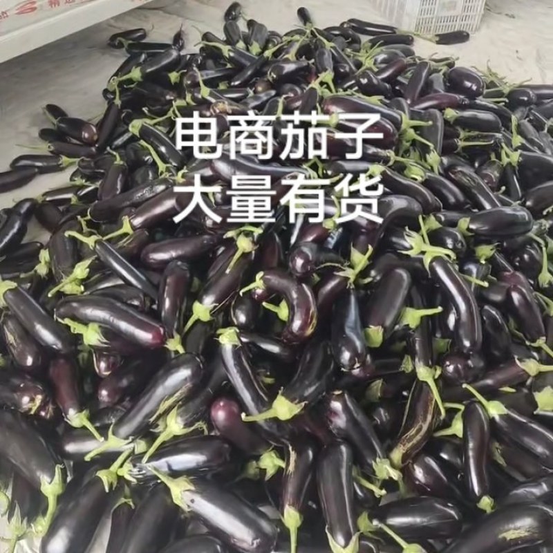 寿光长茄，寿光高温棚长茄大量有货。电商茄子大量有货