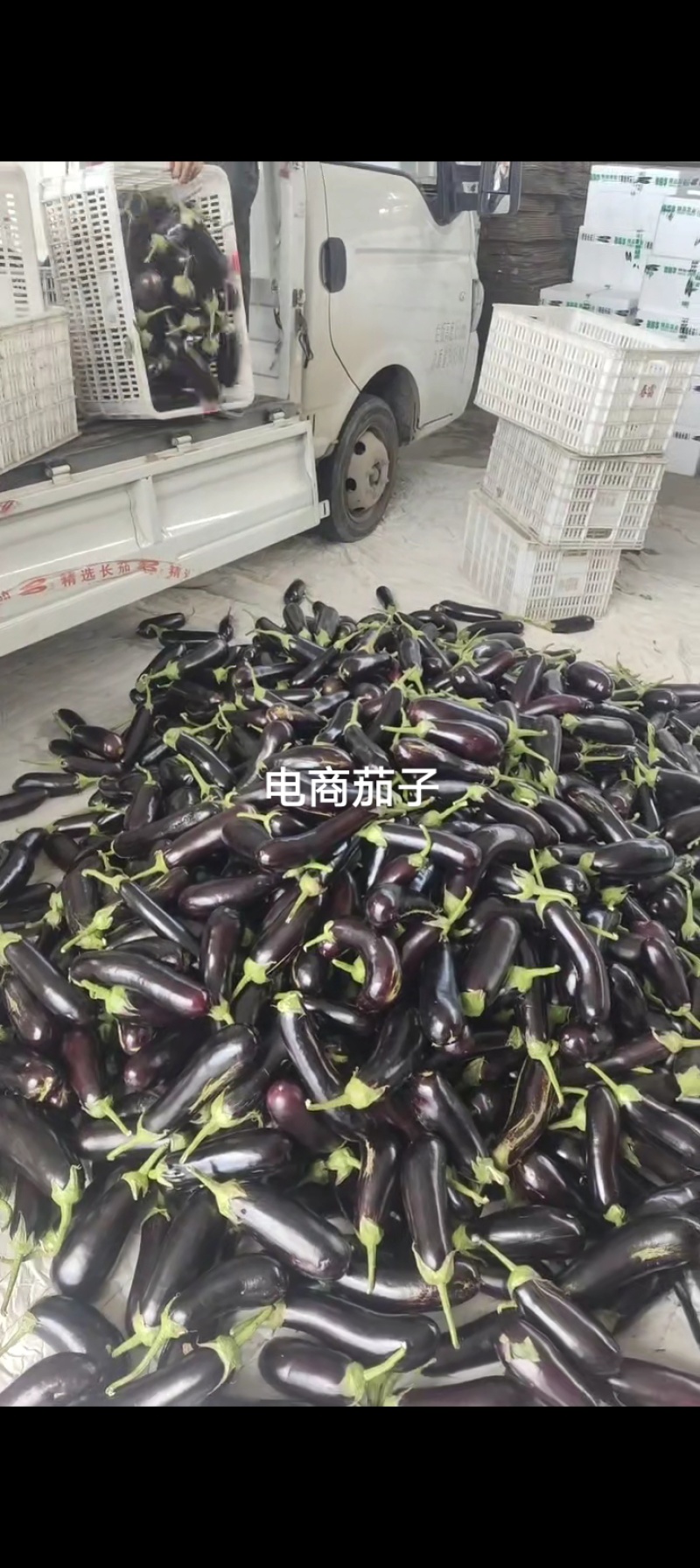 寿光长茄，寿光高温棚长茄大量有货。电商茄子大量有货