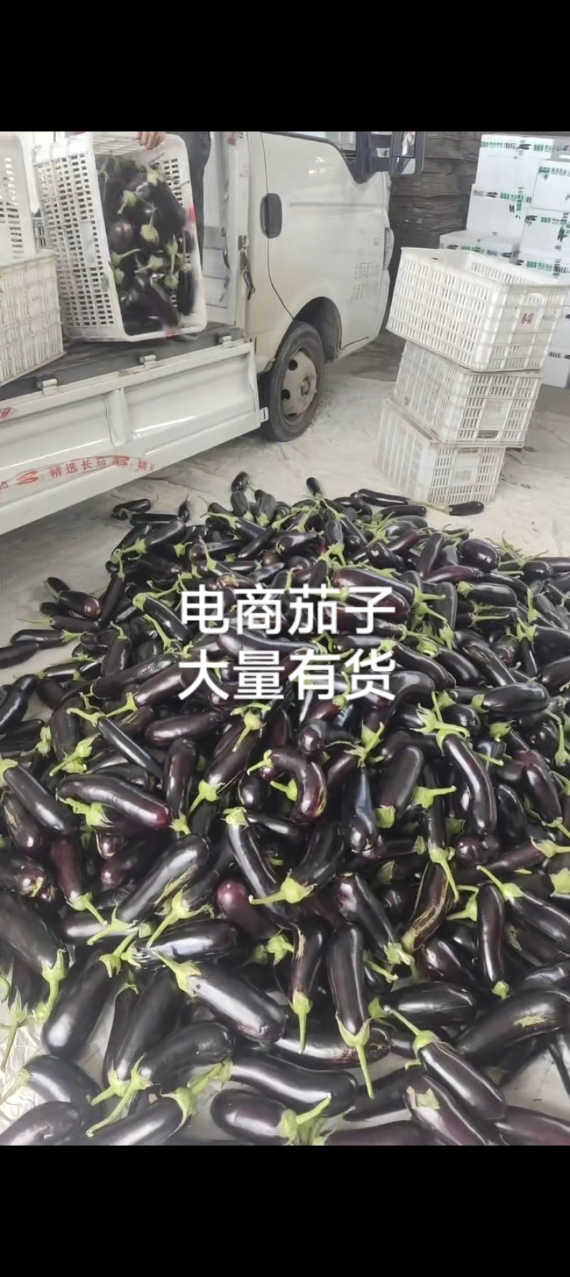 寿光长茄，寿光高温棚长茄大量有货。电商茄子大量有货