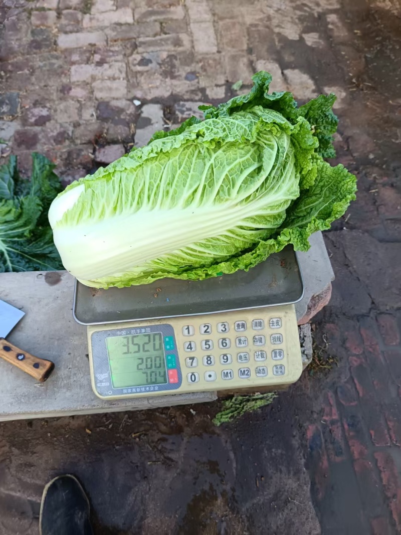 吉林杠菜大量上市中。颗大心实，腌菜**，可供市场，泡菜厂