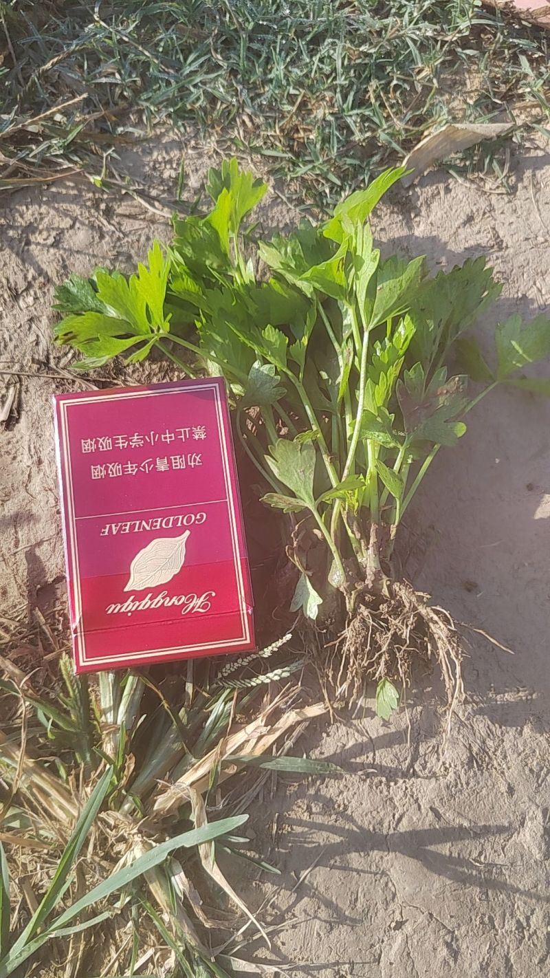 品种法国皇后西芹苗