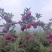 花牛苹果