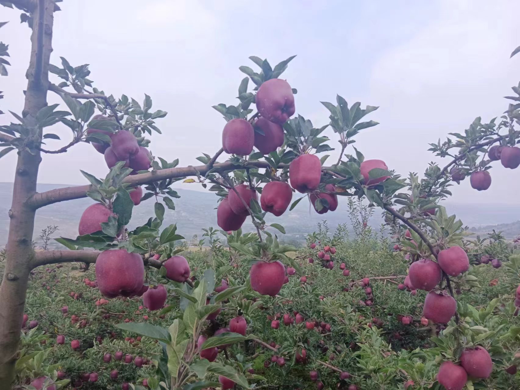 花牛苹果按大小分类摆放的特写图