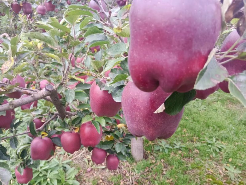 花牛苹果
