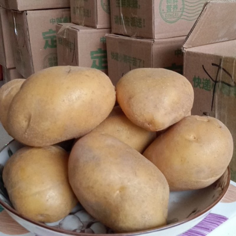 甘肃陇西马铃薯的品种陇七。一点红。今年的新土豆