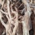 黄花倒水莲大根、细根、切片规格齐全中药批发一手货源量源