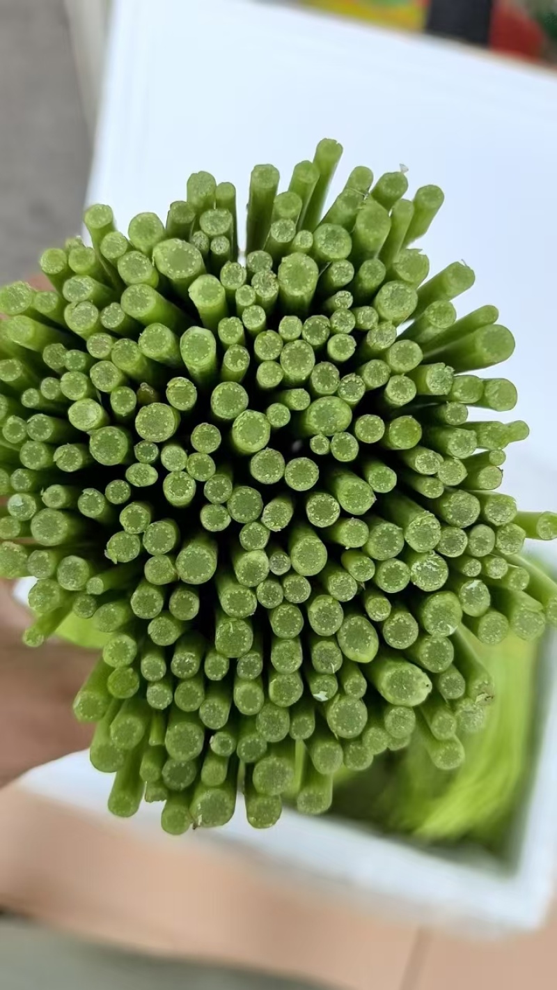 芦蒿
