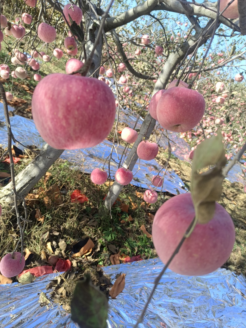 红富士苹果