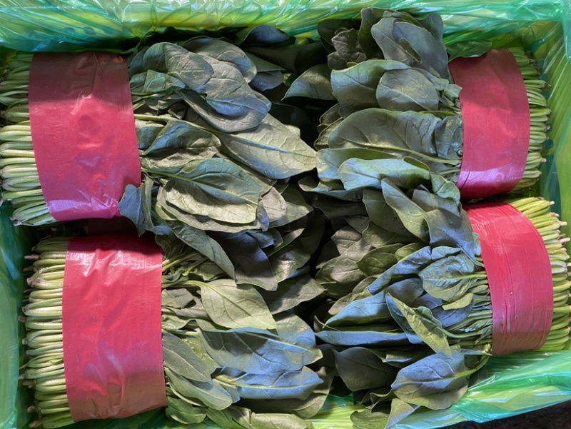 【实力】山东菠菜大量上市，货源充足，现采现发品质保证