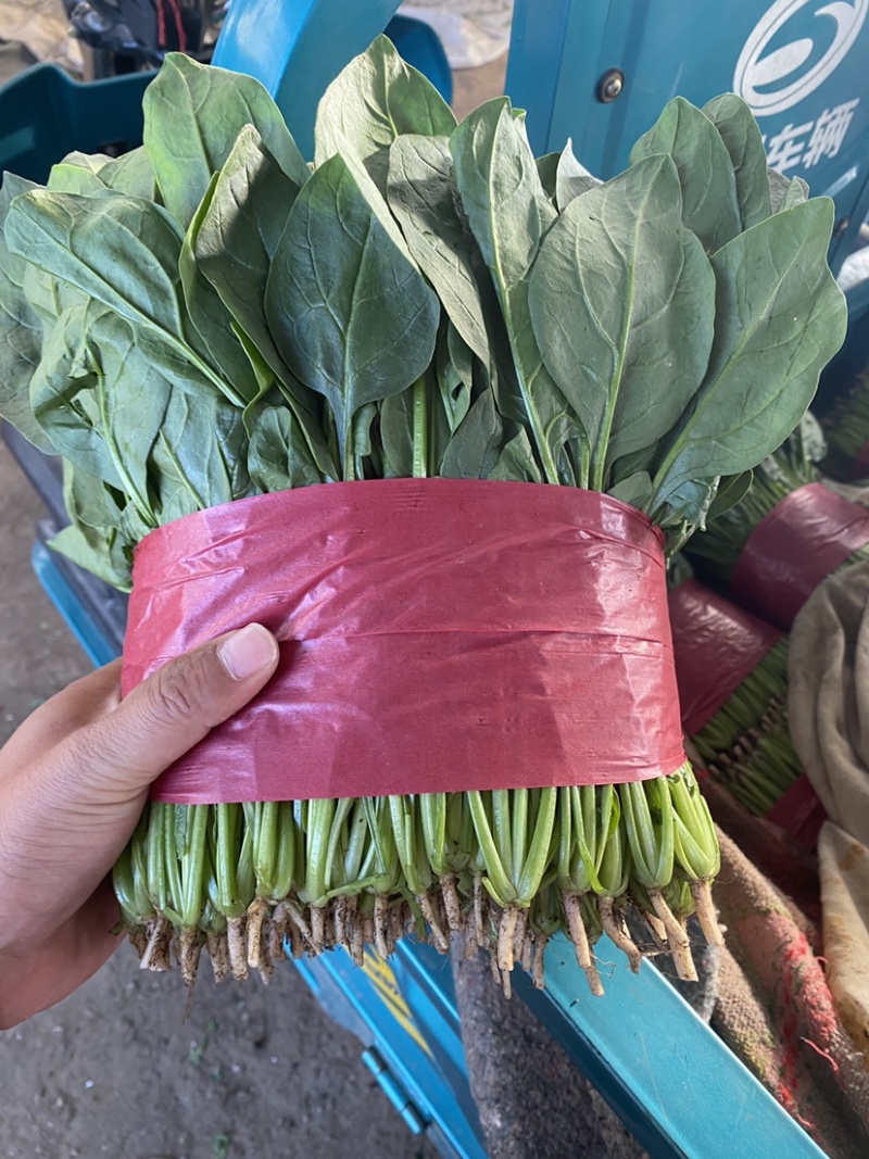 【实力】山东菠菜大量上市，货源充足，现采现发品质保证