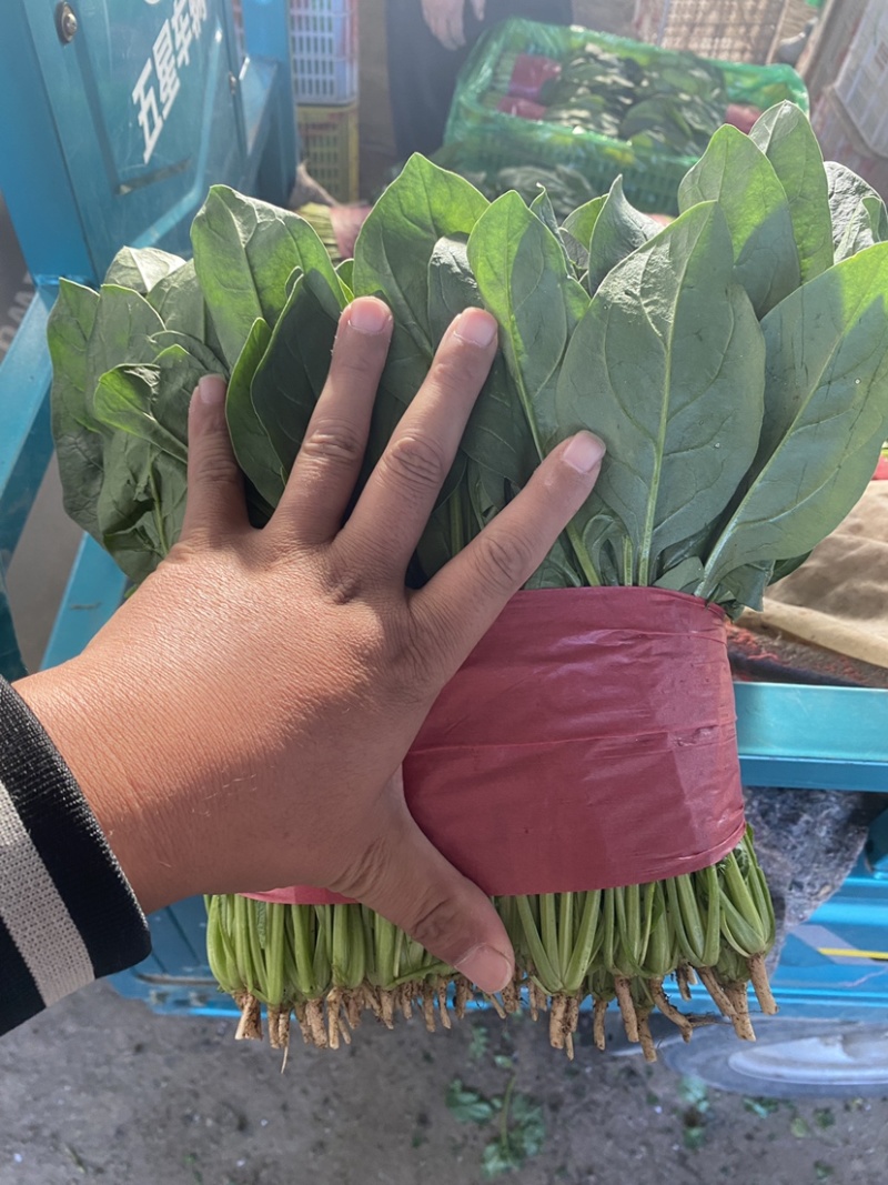 【实力】山东菠菜大量上市，货源充足，现采现发品质保证