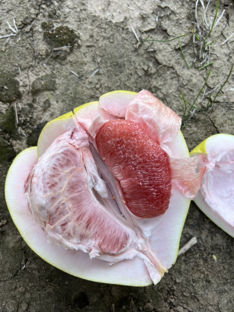 红肉蜜柚口感好/产地直发/湖北蜜柚/对接电商各级市场