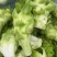 儿菜多籽菜儿菜保质保量万亩基地对接加工厂电