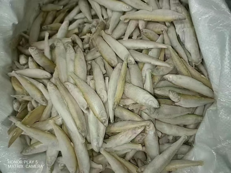 公鱼淡水公鱼，公鱼，油炸公鱼，淡水公鱼，单冻公鱼