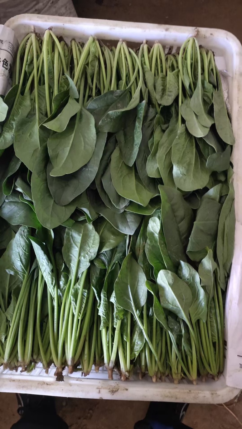 河北唐山菠菜大叶菠菜一手货源产地直发欢迎咨询