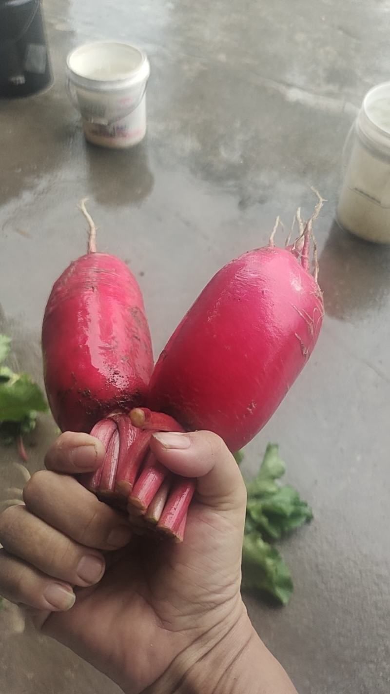 红皮萝卜