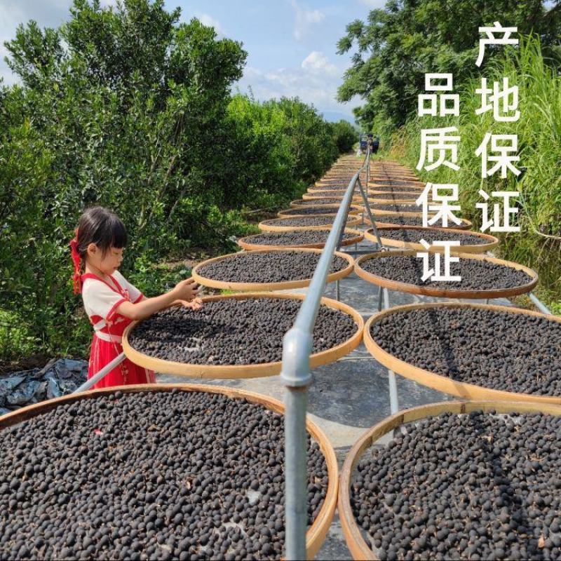 新会小柑胎小柑胎15年二十年新会小青柑