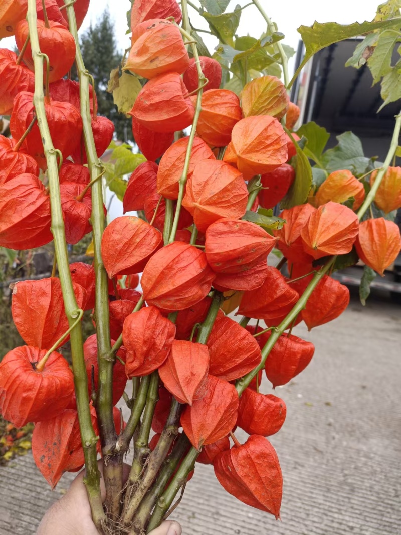 红菇娘种根，大果，中果