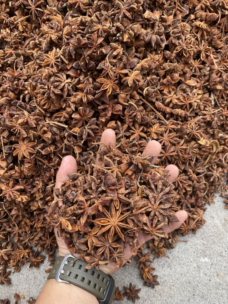新鲜广西八角，香气四溢，老树大个头，***晾晒