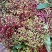 满山香