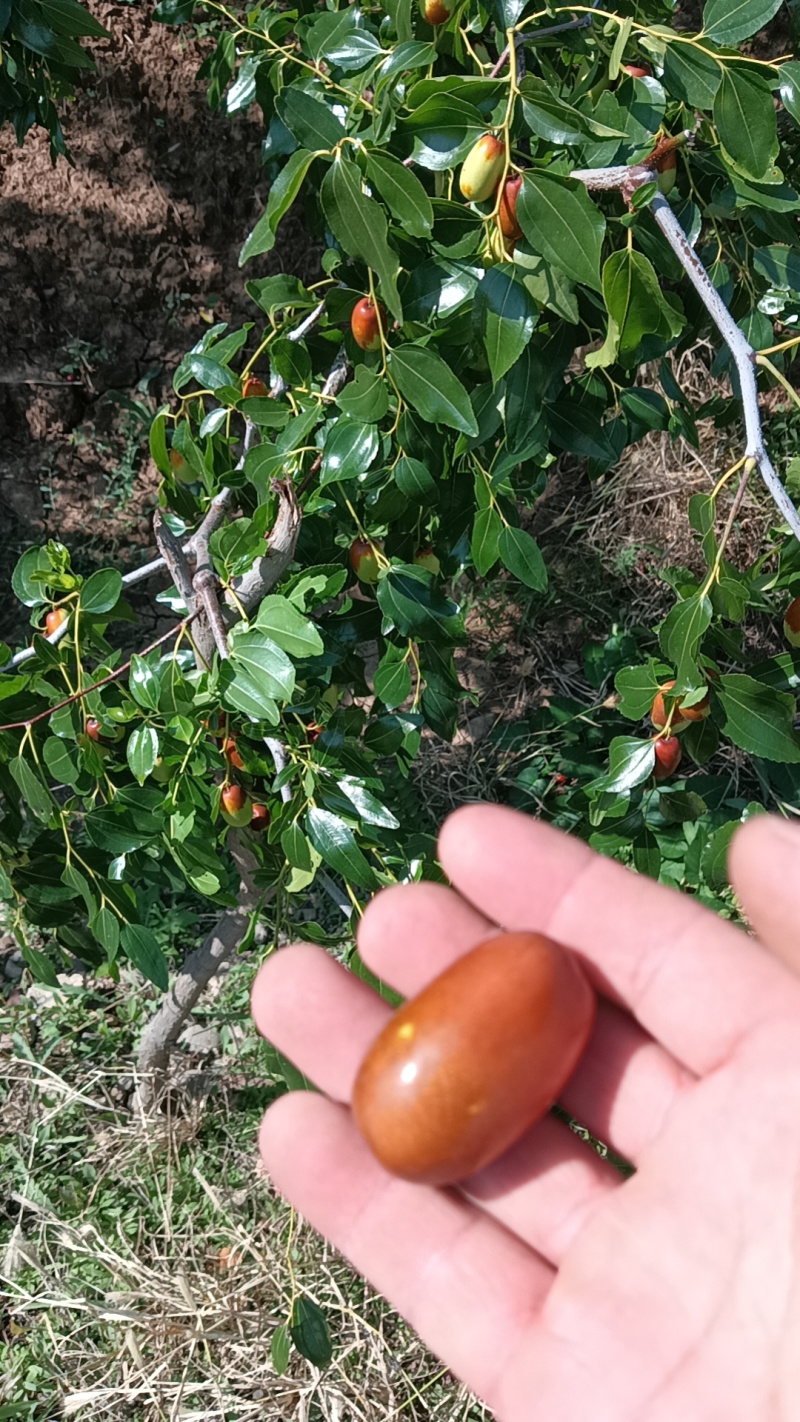 朝阳大枣