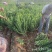 胶东卫矛河北卫矛卫矛价格卫矛批发卫矛产地