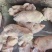 肥猪二级蹄，20个左右，26+++