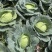 精品高山扁包菜货源充足一手货源量大从优诚信经营欢迎咨询