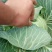 精品高山扁包菜货源充足一手货源量大从优诚信经营欢迎咨询