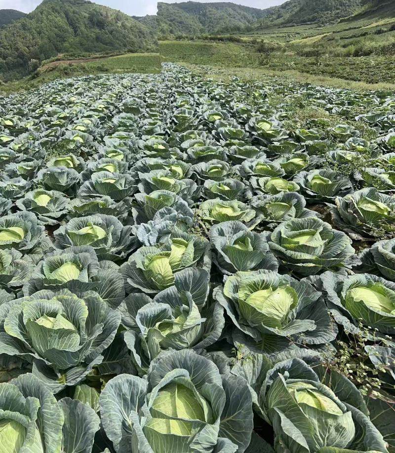 精品高山扁包菜货源充足一手货源量大从优诚信经营欢迎咨询