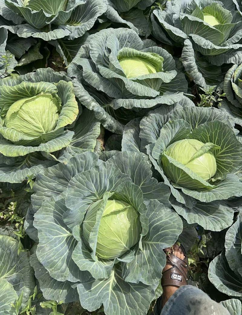 精品高山扁包菜货源充足一手货源量大从优诚信经营欢迎咨询