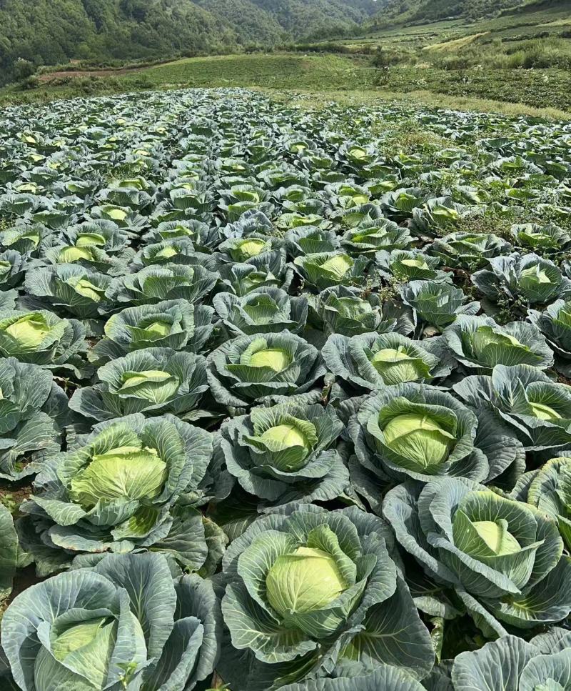 精品高山扁包菜货源充足一手货源量大从优诚信经营欢迎咨询