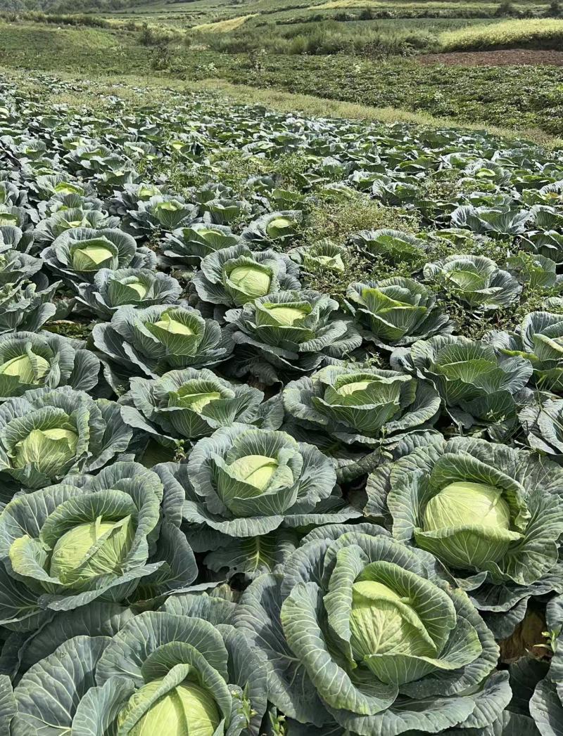精品高山扁包菜货源充足一手货源量大从优诚信经营欢迎咨询