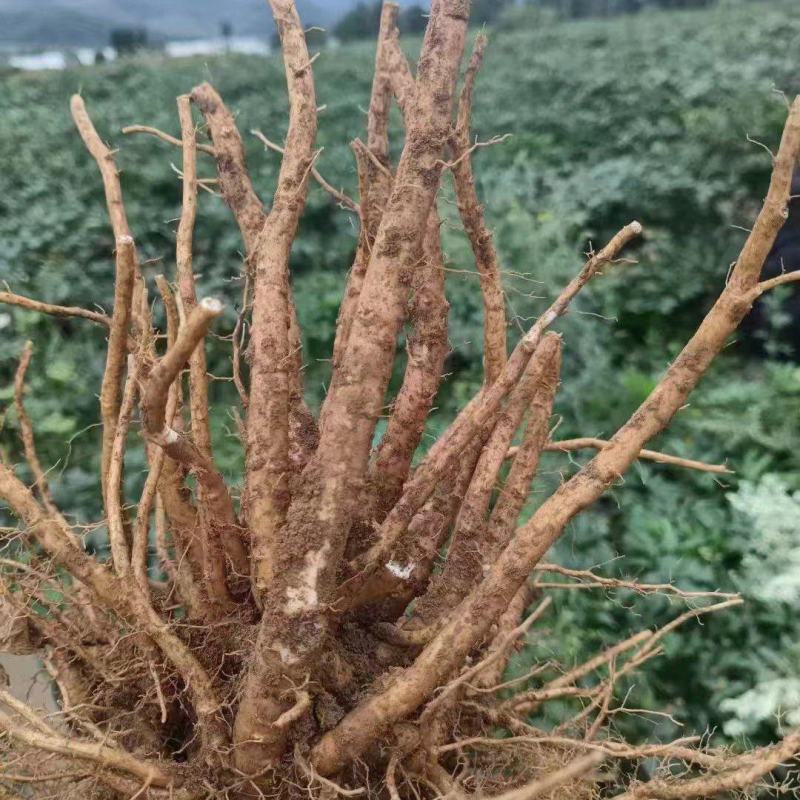 【当归】四川基地直供质量保证一手货源量大优惠欢迎订购