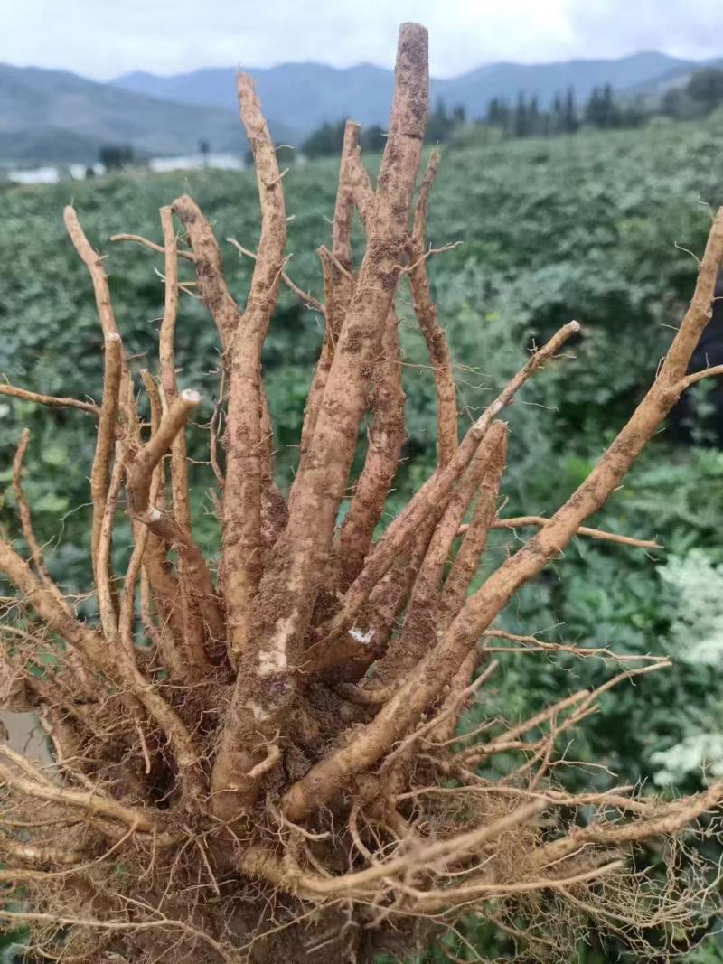 【当归】四川基地直供质量保证一手货源量大优惠欢迎订购