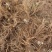 【当归】四川基地直供质量保证一手货源量大优惠欢迎订购