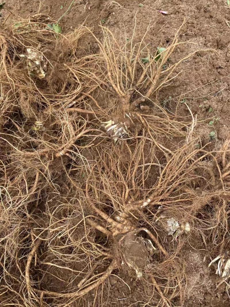 【当归】四川基地直供质量保证一手货源量大优惠欢迎订购