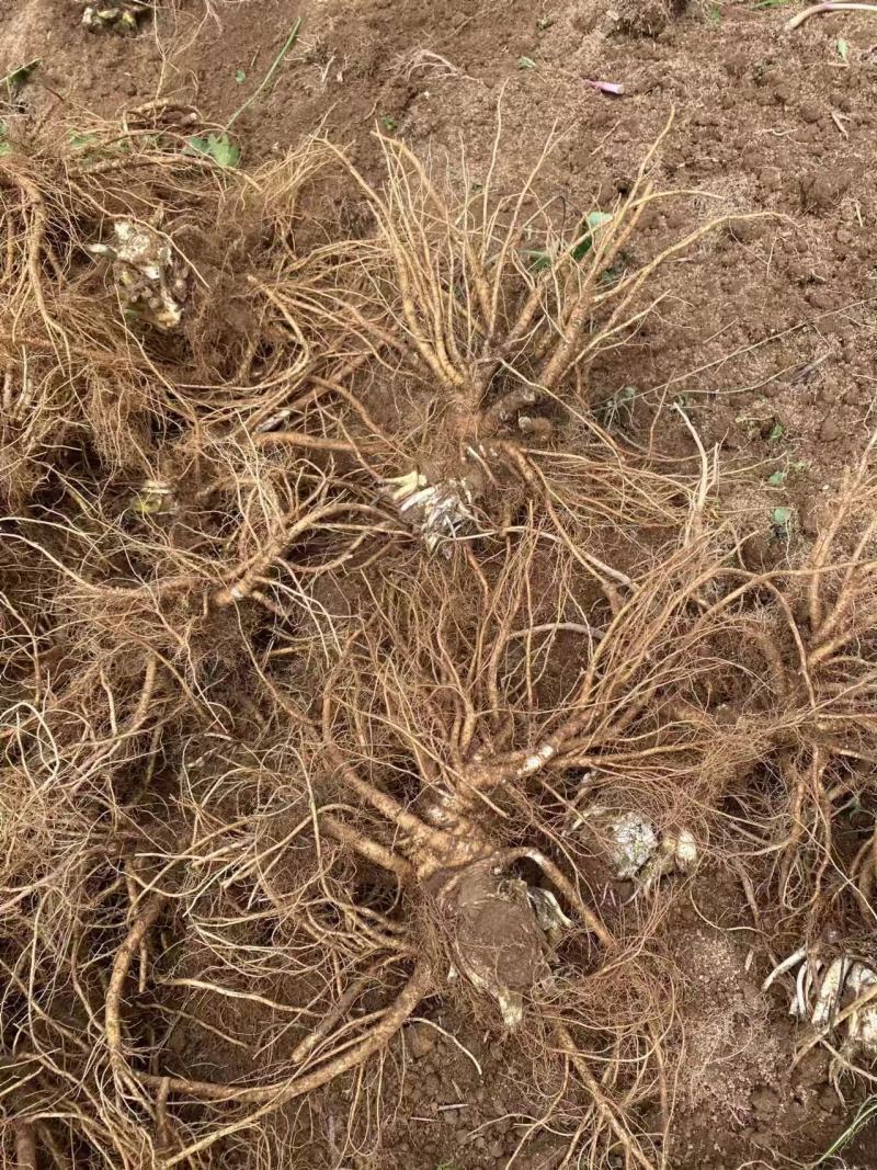 【当归】四川基地直供质量保证一手货源量大优惠欢迎订购