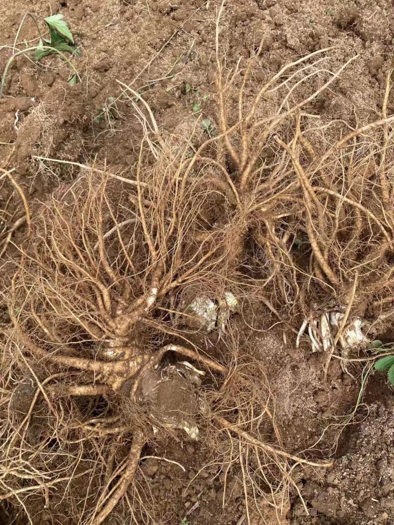 【当归】四川基地直供质量保证一手货源量大优惠欢迎订购