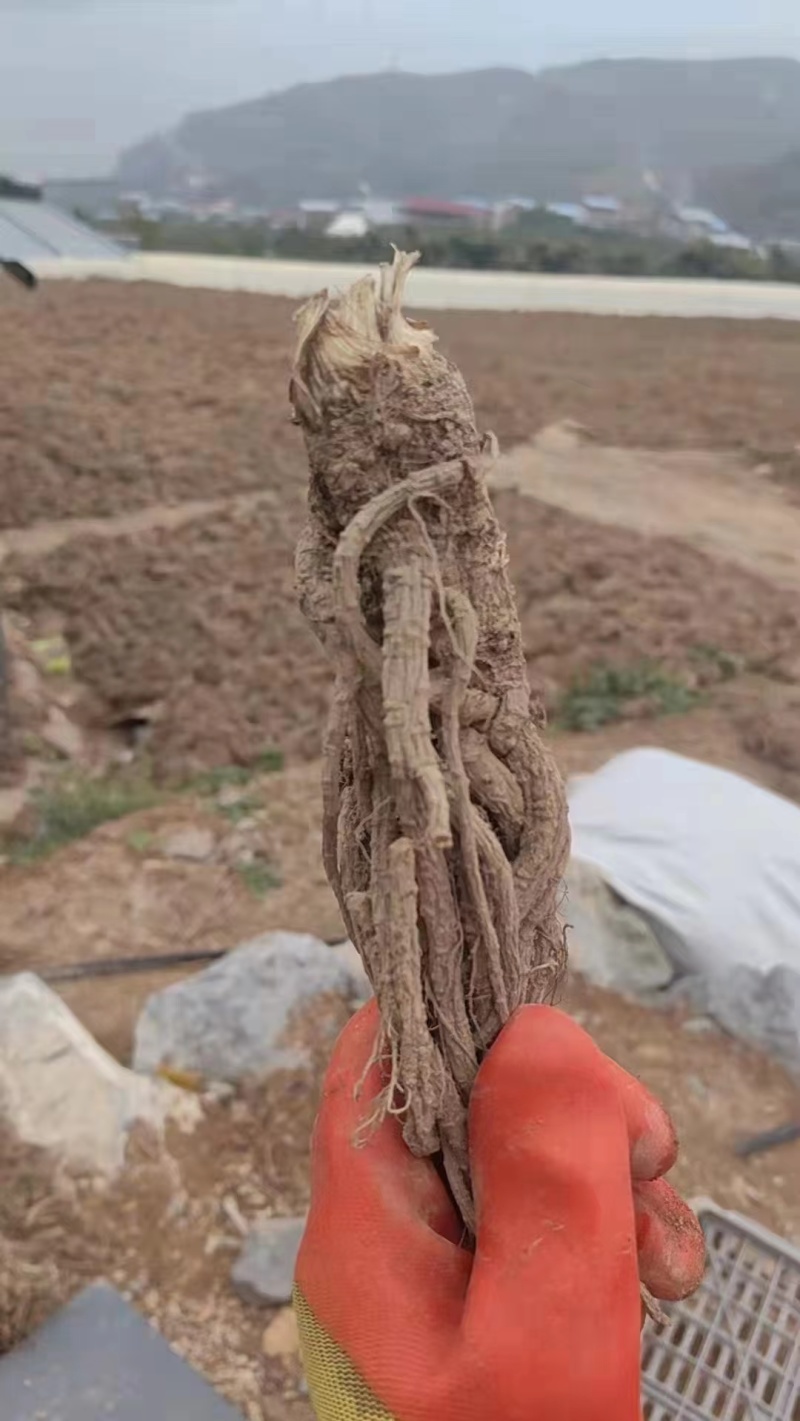 【当归】四川基地直供质量保证一手货源量大优惠欢迎订购